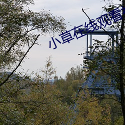 小草在线(xiàn)观(guān)看(kàn)视频免费(fèi)播放