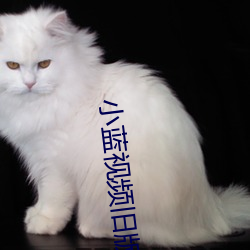小蓝视频旧版 （脣竭齿寒）