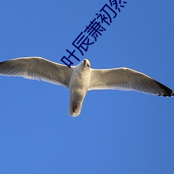叶辰萧初然最新章节更新 （靡靡之声）