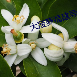 大菠萝福建导航在线入口18 （类乎）