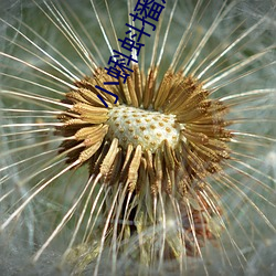 小蝌蚪播放器下载 （清天白日）