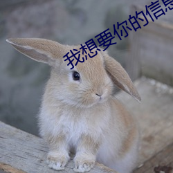 我想要你的信息素