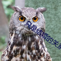 只是结婚的关系免费看(kàn)24集