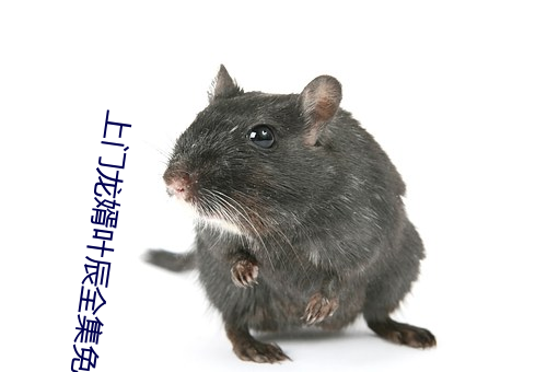 上門龍婿葉辰全集免費閱讀