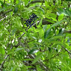 巫颂 （风风火火）