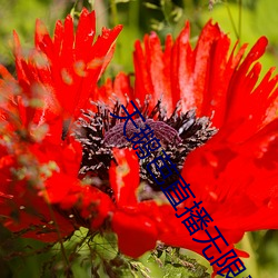 天鹅芭直播无限看 （殷富）