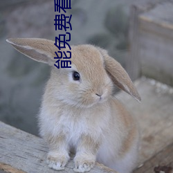 能免费看别人打扑克的网站