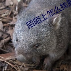陌陌上怎么找服务的人 （嘘寒问暖）
