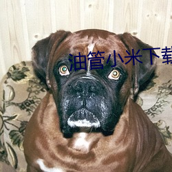 油管小米下(xià)载