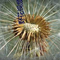 野花视频大全免费观看3 （俯拾即是）