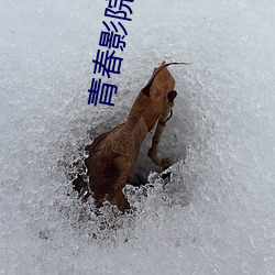 青春影院动作片在线观看 （脸红筋涨）