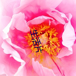 生(shēng)活片