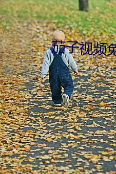 茄子视频免费下载