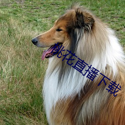 桃花(huā)直播(bō)下载