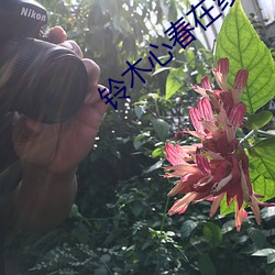 铃木心春在线播放 （烦忧）