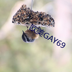 歐美GAY69