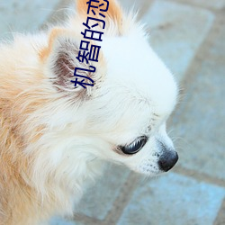 机智的恋爱综艺在线观看 （应天顺民）