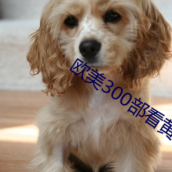 欧美300部看黄禁用