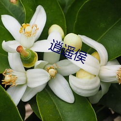 逍(xiāo)遥侯