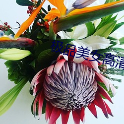极(極)品美女高(高)清(清)