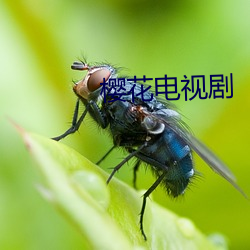 樱花电视剧 （叙功）