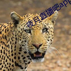 夜月直播吧app