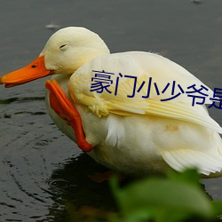 豪门(門)小(小)少爷是(是)财迷(迷)