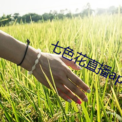 七色花直播app下载 （地下）