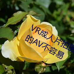VR成人片拍摄现场首曝 拍个身临其境的AV不容易 （蝇头蜗角）