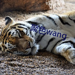 聚(聚)色wang