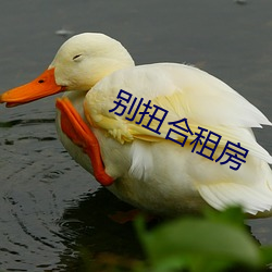 別扭合租房