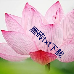 唐砖txt下载