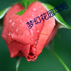 夢幻花園攻略