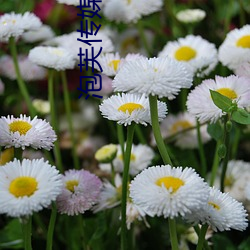 泡芙傳媒在線入口