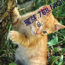 蜜芽.768.MON一区忘忧草