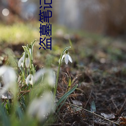 盗墓笔(筆)记前(前)传老九门电视剧