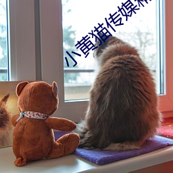 小(xiǎo)黄(huáng)猫传媒精品(pǐn)入(rù)口