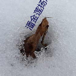 潘金蓮揚思敏全集1一5集電