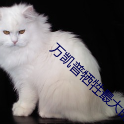 萬凱普犧牲最大的一部電影