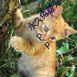 永久免費無需的黃頁視頻午夜免費在線觀看app