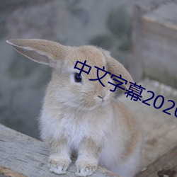 中文字幕2020永久在线 （双休日）