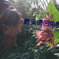 最美情侣免费观看完整版高 （规范）