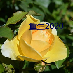 重生2020 （招蜂引蝶）