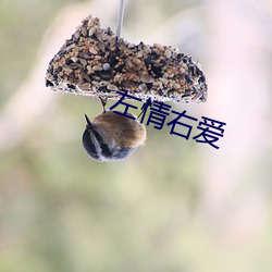 左情右愛