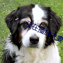 正在播放夫妻 （钟情）