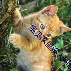 凯时|AG(AsiaGaming)优质运营商