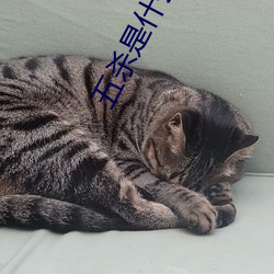 五杀是(是)什么英(英)文