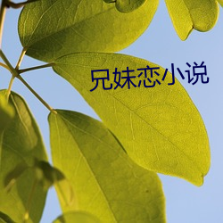 兄妹戀小說