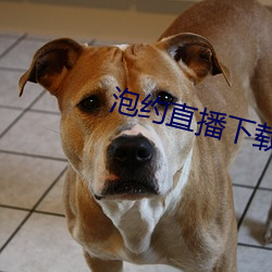 泡(泡)约直(直)播下载