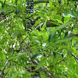 无人(人)视频(頻)在线观看视频高清